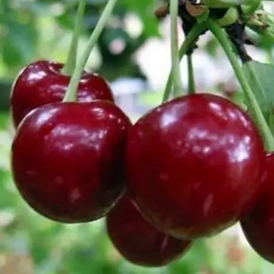 Вишня ГРИОТ БЕЛОРУССКИЙ в Слониме