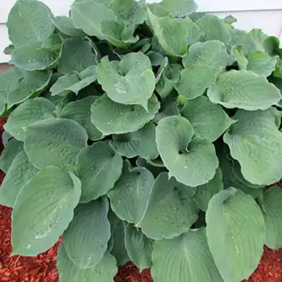 Хоста МУНЛАЙТ СОНАТА гибридная в Слониме