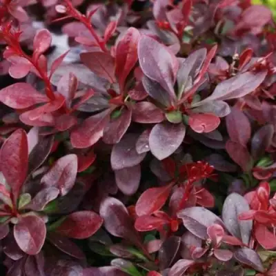 Барбарис АТРОПУРПУРЕА НАНА тунберга в Слониме