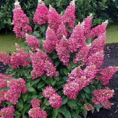 Гортензия МЕГА МИНДИ метельчатая в Слониме