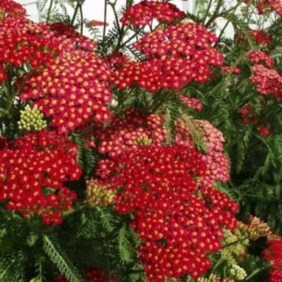 Тысячелистник ПАПРИКА обыкновенный в Слониме