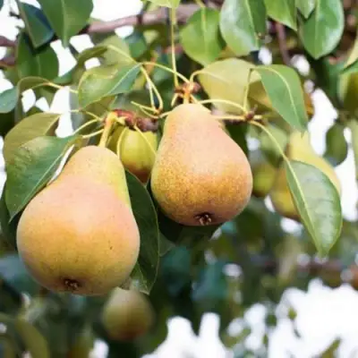 Груша ВЫСТАВОЧНАЯ в Слониме