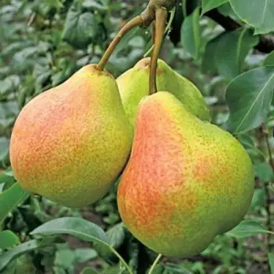 Груша ПАМЯТЬ ЯКОВЛЕВА в Слониме