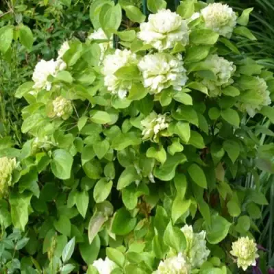 Клематис КОХАНА в Слониме