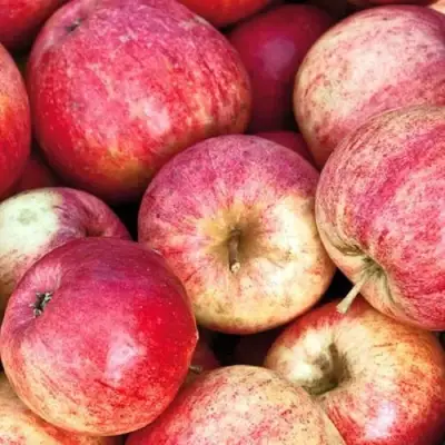 Яблоня ШТРИФЕЛЬ в Слониме