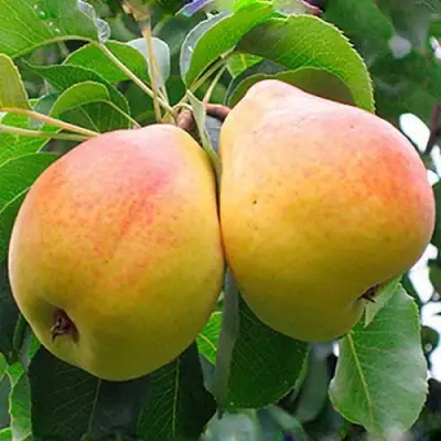 саженцы груши Флейта