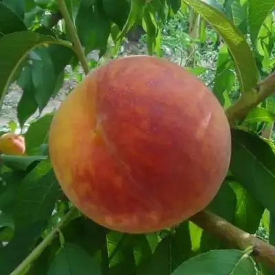 Персик ВАЙН ГОЛД Т3 в Слониме