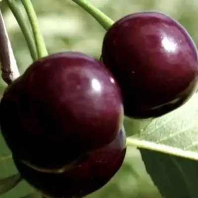 Дюк КСЕНИЯ (ЧЕРЕВИШНЯ) в Слониме