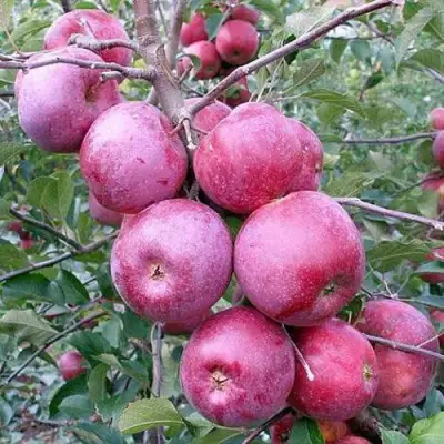 Яблоня ФЛОРИНА в Слониме