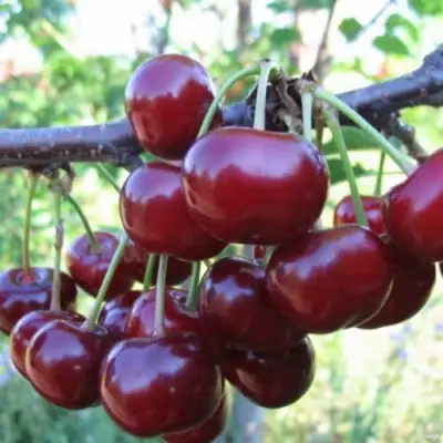 Вишня НОРД СТАР в Слониме