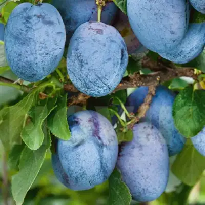 Слива ОДА в Слониме