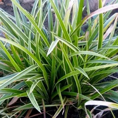 Осока МОРРОУ АЙС ДЭНС в Слониме