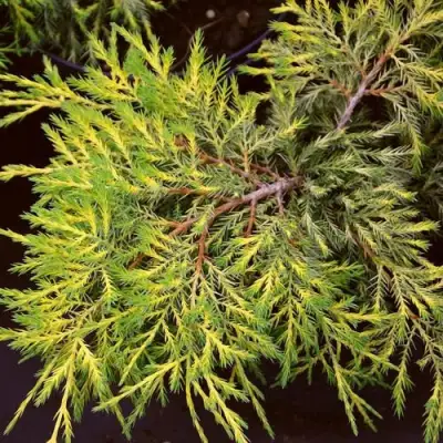 Можжевельник КИНГ ОФ СПРИНГ средний в Слониме