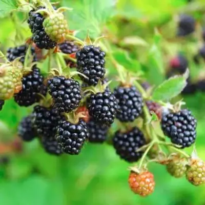 Ежевика АПАЧИ бесшипная  в Слониме