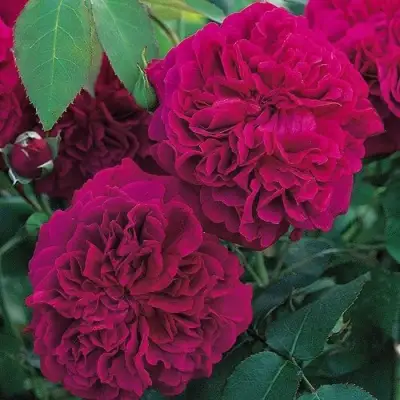 Роза ВИЛЬЯМ ШЕКСПИР английская в Слониме