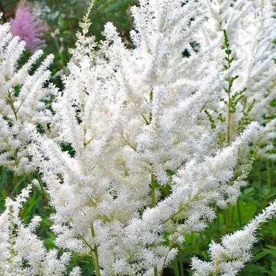 Астильба ДИАМАНТ Арендса в Слониме