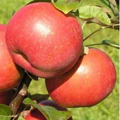 Яблоня РЕДКРАФТ в Слониме