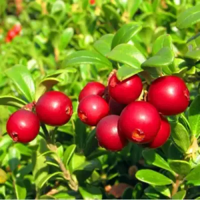 Брусника садовая РЕД ПЕРЛ в Слониме