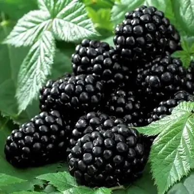 Ежевика БЛЭК БЬЮТИ в Слониме