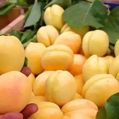 Абрикос АНАНАСНЫЙ в Слониме