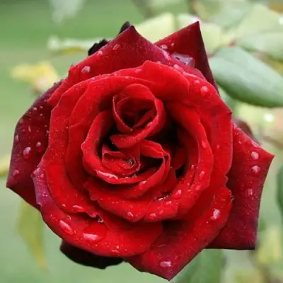 Роза ТАБУ чайно-гибридная в Слониме