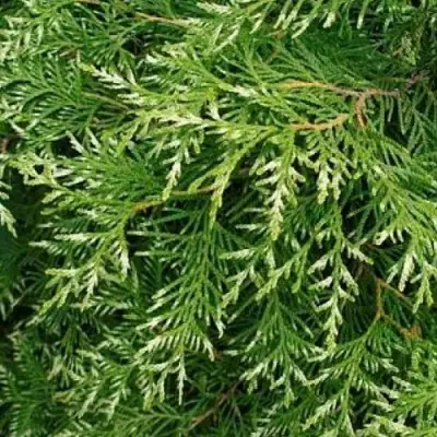 Туя СМАРАГД ВАРИЕГАТА западная в Слониме