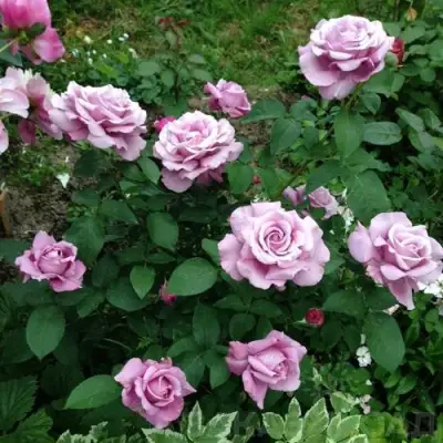 Роза ШАРЛЬ ДЕ ГОЛЛЬ чайно-гибридная в Слониме