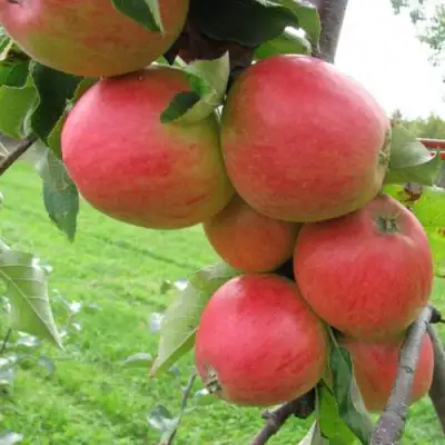 Яблоня ПИККОЛО в Слониме