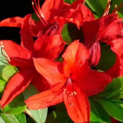 Азалия НАБУКО листопадная в Слониме