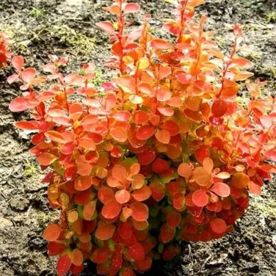 Барбарис ОРАНЖ ФАЙЕР тунберга в Слониме