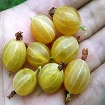 Крыжовник ЯРОВОЙ в Слониме