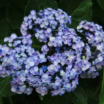 Гортензия АИША крупнолистная  в Слониме