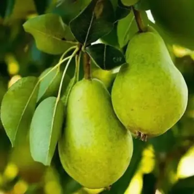 Груша СЕВЕРЯНКА колонновидная в Слониме