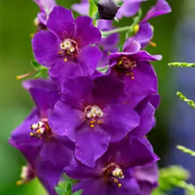 Коровяк ВИОЛЕТТА (вербаскум) в Слониме