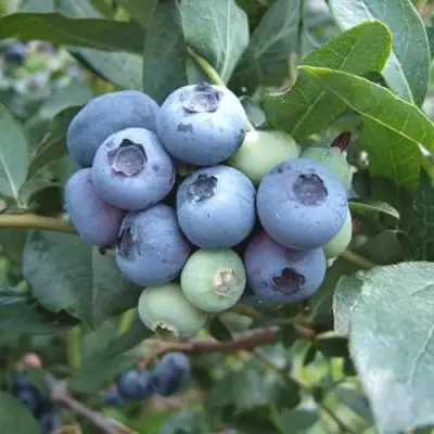 Голубика БЛЮЭТТА в Слониме