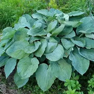 Хоста ЭЛЕГАНС Зибольда в Слониме