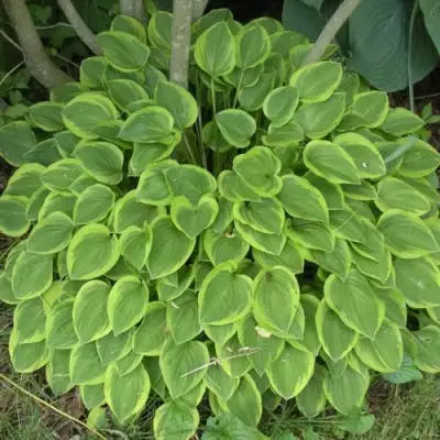 Хоста ГОЛДЕН ТИАРА в Слониме