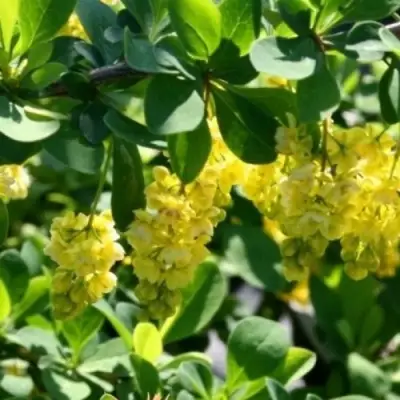 Барбарис ИНДИАН САММЕР  в Слониме