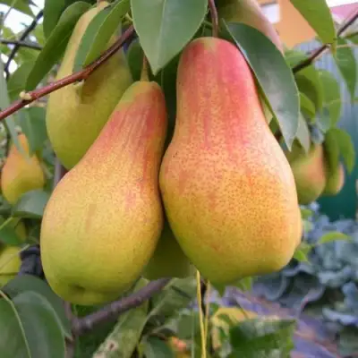 груша Чудесница