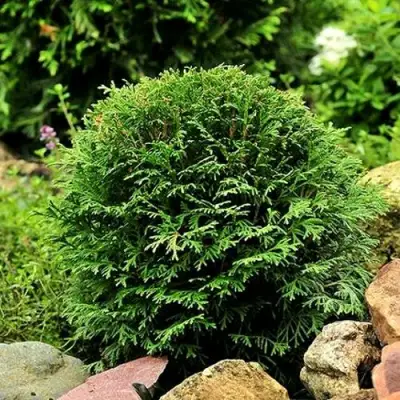 Туя ДАНИКА западная в Слониме