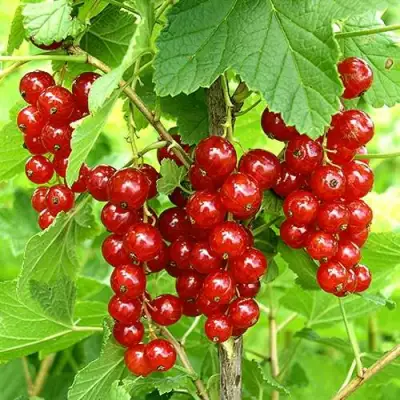 Смородина красная ФЕРТОДИ в Слониме