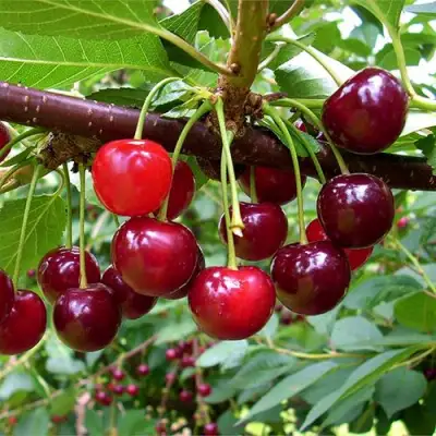 Вишня БРУСНИЦЫНА степная в Слониме