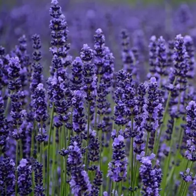 Лаванда МАНСТЕД узколистная в Слониме
