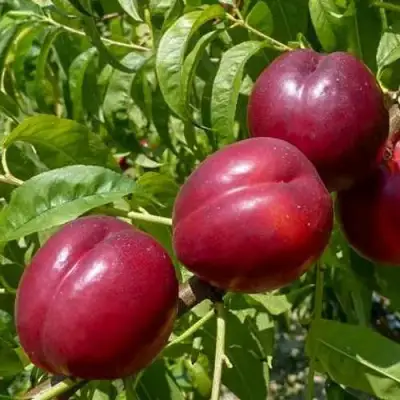 Нектарин БИГ-ТОП в Слониме