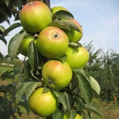 Яблоня ЛУКОМОР колонновидная в Слониме