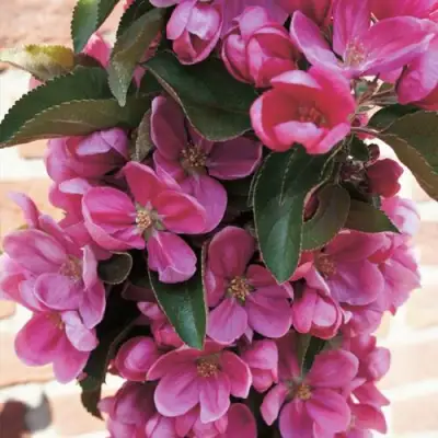 Яблоня ЗЕЛЁНЫЙ БУКЕТ декоративная в Слониме