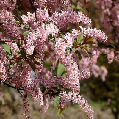 Черемуха НЕЖНОСТЬ в Слониме