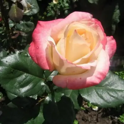 Роза БЕЛА ПЕРЛА чайно-гибридная в Слониме