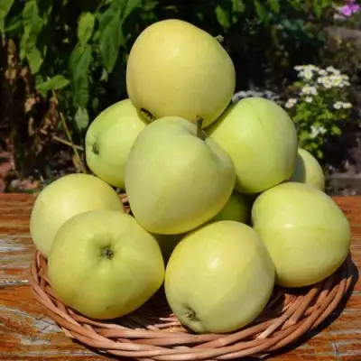 Яблоня ПАПИРОВКА в Слониме