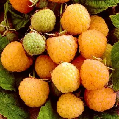 Малина ЗОЛОТЫЕ КУПОЛА в Слониме